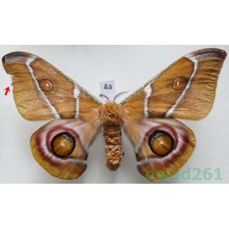 Antherina suraka (Boisduval, 1833) female ex. ovo Madagascar 93mm4a